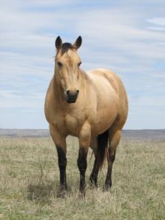 Dry Biscuit Mujer JW<br>AQHA 5394110